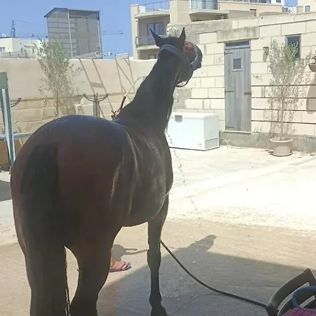 Ta' Gingel Farm Agriturisim B&b. Malta