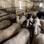 Farm stay Ta' Gingel Farm Agriturisim B&b. Malta *