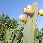 Ta' Gingel Farm Agriturisim B&b. Malta St. Paul's Bay