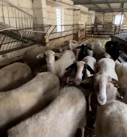Farm stay Ta' Gingel Farm Agriturisim B&b. Malta *