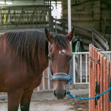 Ta' Gingel Farm Agriturisim B&b. Malta Bauernhof