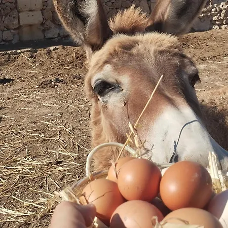 Agroturismo Ta' Gingel Farm Agriturisim B&b. Malta