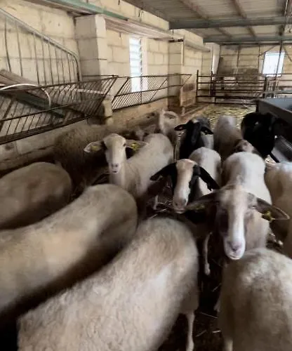 农家乐 Ta' Gingel Farm Agriturisim B&b. Malta *