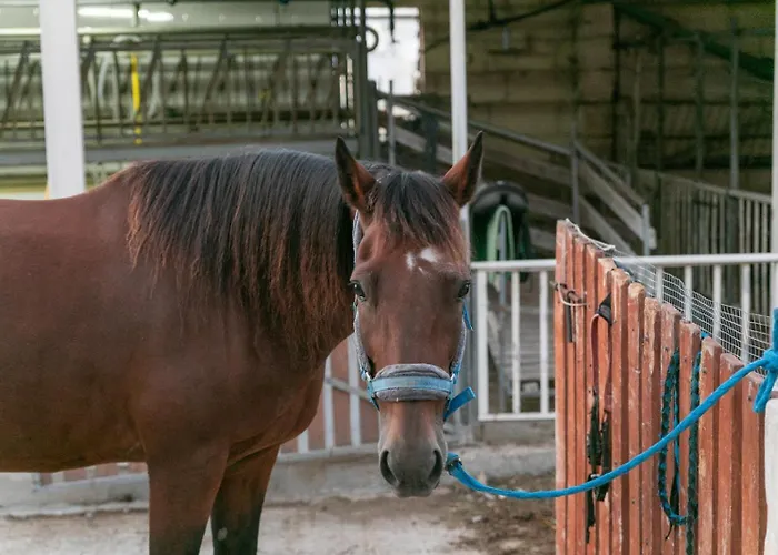 Ta' Gingel Farm Agriturisim B&b. Malta Farm stay