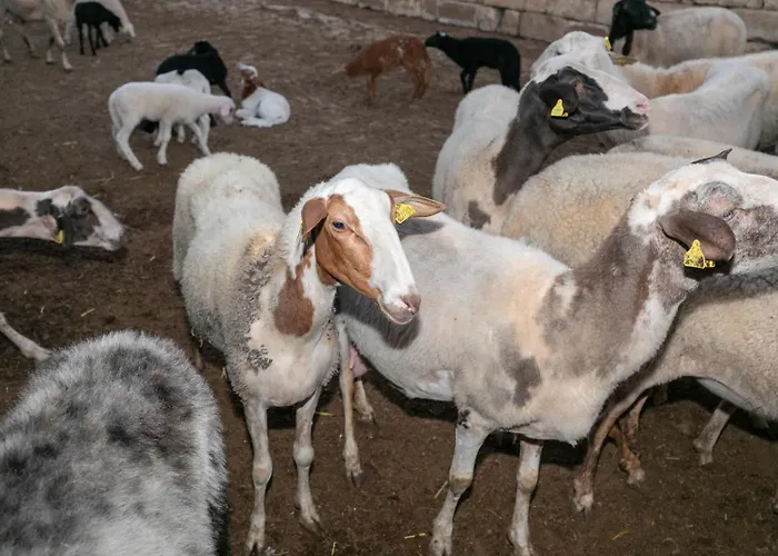 农家乐 Ta' Gingel Farm Agriturisim B&b. Malta 圣保罗湾城