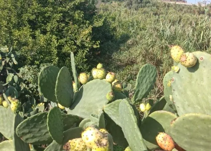 Ta' Gingel Farm Agriturisim B&b. Malta *