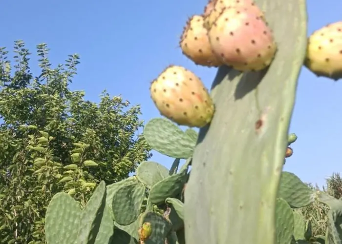 Ta' Gingel Farm Agriturisim B&b. Malta 圣保罗湾城