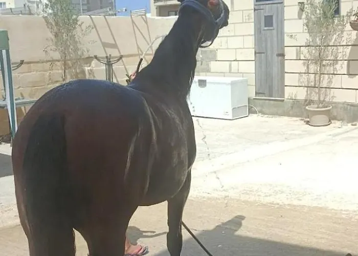 Ta' Gingel Farm Agriturisim B&b. Malta