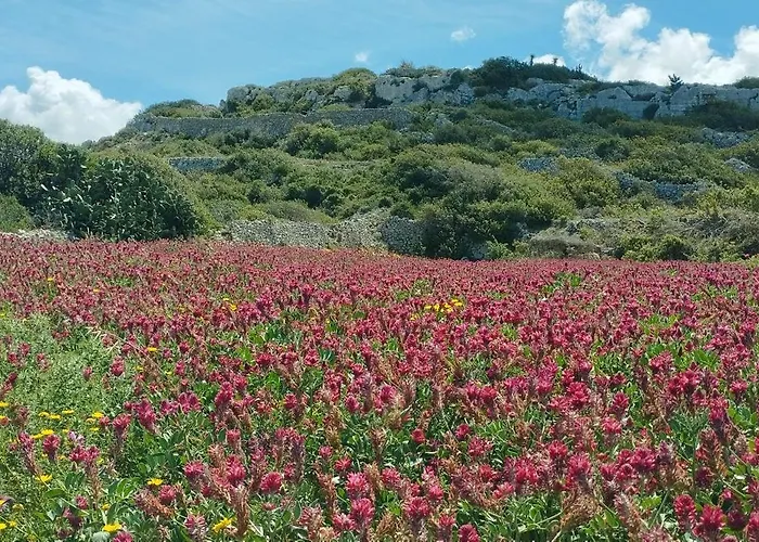 Ta' Gingel Farm Agriturisim B&b. Malta *