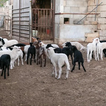 Κατάλυμα σε φάρμα Ta' Gingel Farm Agriturisim B&b. Malta Σεντ Πόλς Μπέι