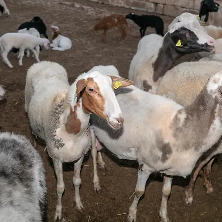 Feriegård Ta' Gingel Farm Agriturisim B&b. Malta San Pawl il-Baħar