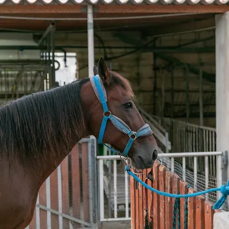 Feriegård Ta' Gingel Farm Agriturisim B&b. Malta San Pawl il-Baħar