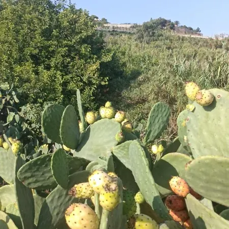 Ta' Gingel Farm Agriturisim B&b. Malta *