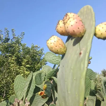 Ta' Gingel Farm Agriturisim B&b. Malta Σεντ Πόλς Μπέι