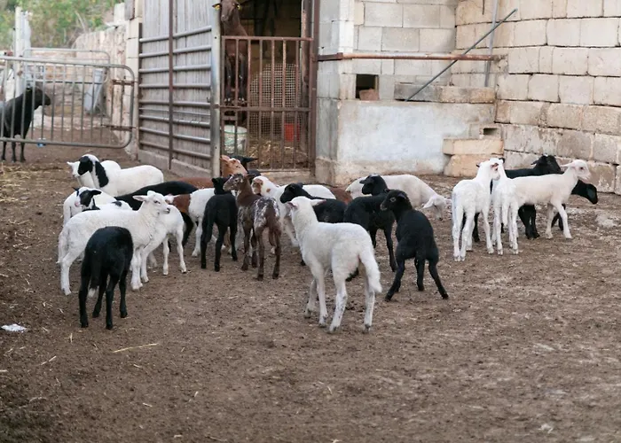 Κατάλυμα σε φάρμα Ta' Gingel Farm Agriturisim B&b. Malta Σεντ Πόλς Μπέι