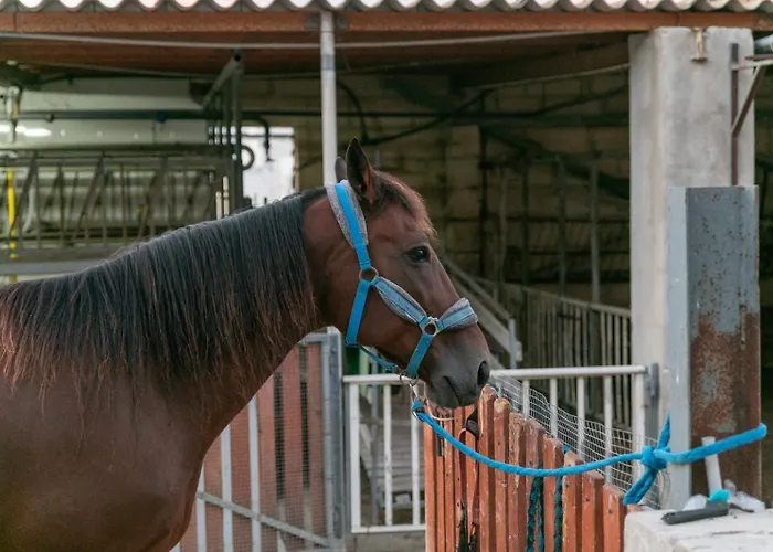 Κατάλυμα σε φάρμα Ta' Gingel Farm Agriturisim B&b. Malta Σεντ Πόλς Μπέι